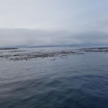SpringTide Whale Watching & Eco Tours - Whale Watching Tours Near Me - Victoria, British Columbia SpringTide Whale Watching & Eco Tours - Whale Watching Tours Near Me - Victoria, British Columbia