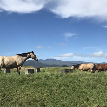 4D Quarter Horses - Horseback Riding Near Me - Kailua-Kona, Hawaii