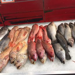 Fresh fish Fresh fish