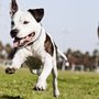 Photo of Mutts With Manners Dog Training & Behaviour