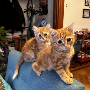 Waggytail Rescue - Pet Adoption Near Me