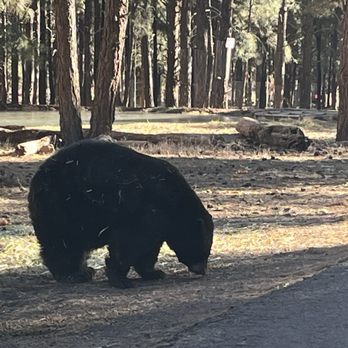 Bearizona - Black bear - Zoos Near Me - Williams, Arizona Bearizona - Black bear - Zoos Near Me - Williams, Arizona