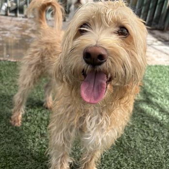 Heavenly Pet Resort - Pet Groomers Near Me - Upland, California