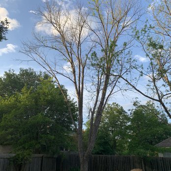 Arbor Oaks Tree Professionals - The diseased tree - no leaf out. - Tree Services Near Me