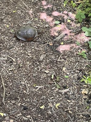 Couturie Forest by null