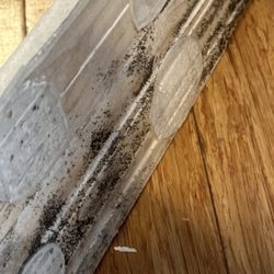 The Palisades of Towson - TOXIC MOLD!!!!!