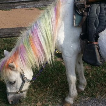 Takotas Ponies - Rainbow pony - Party & Event Planning Near Me - Georgetown, Texas