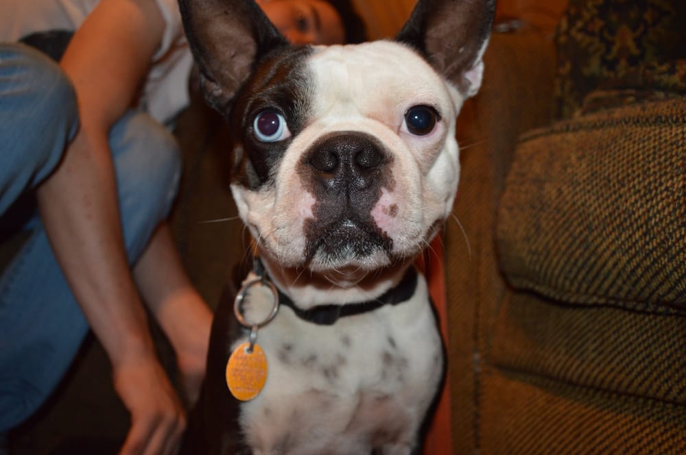 PAMPER AND PLAY PET SITTING Updated September 2024 48 Photos