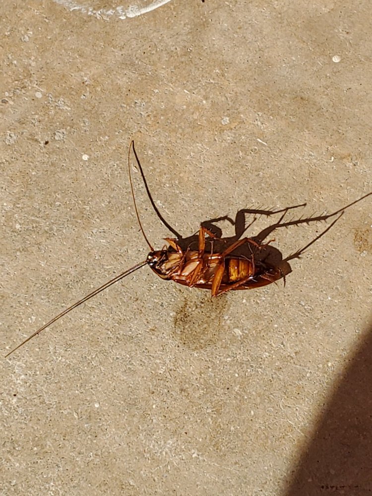 MARGARITA MOTEL Updated October 2024 1551 W Ramsey St, Banning