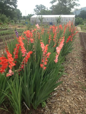 Truly Living Well Center for Natural Urban Agriculture - Collegetown Farm by null