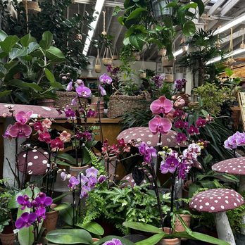 Dana Point Nursery - Nurseries & Gardening Near Me - Dana Point, California Dana Point Nursery - Nurseries & Gardening Near Me - Dana Point, California