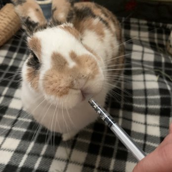 Ark Pet Hospital - taking water through the syringe after spay! - Veterinarians Near Me - Antioch, California Ark Pet Hospital - taking water through the syringe after spay! - Veterinarians Near Me - Antioch, California
