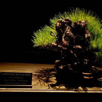 Longwood Gardens - Japanese Black Pine Bonsai tree - 11/29/2025 - Botanical Gardens Near Me - Kennett Square, Pennsylvania