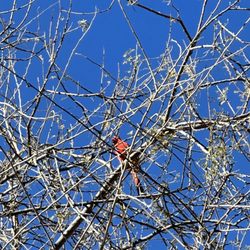 Ventana Canyon Hiking Trail - Lots of cardinals!