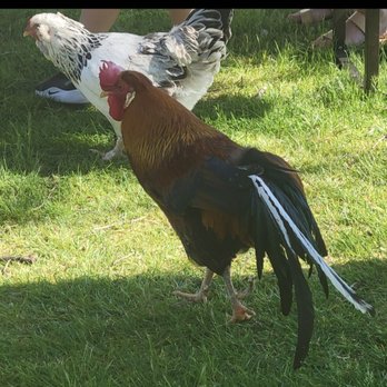 Snowbird Farm & Cidery - There were some beautiful roosters at Snowbird Farm & Cidery! - Cideries Near Me - Montesano, Washington Snowbird Farm & Cidery - There were some beautiful roosters at Snowbird Farm & Cidery! - Cideries Near Me - Montesano, Washington