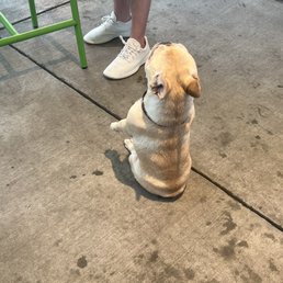 This hilarious dog posing This hilarious dog posing