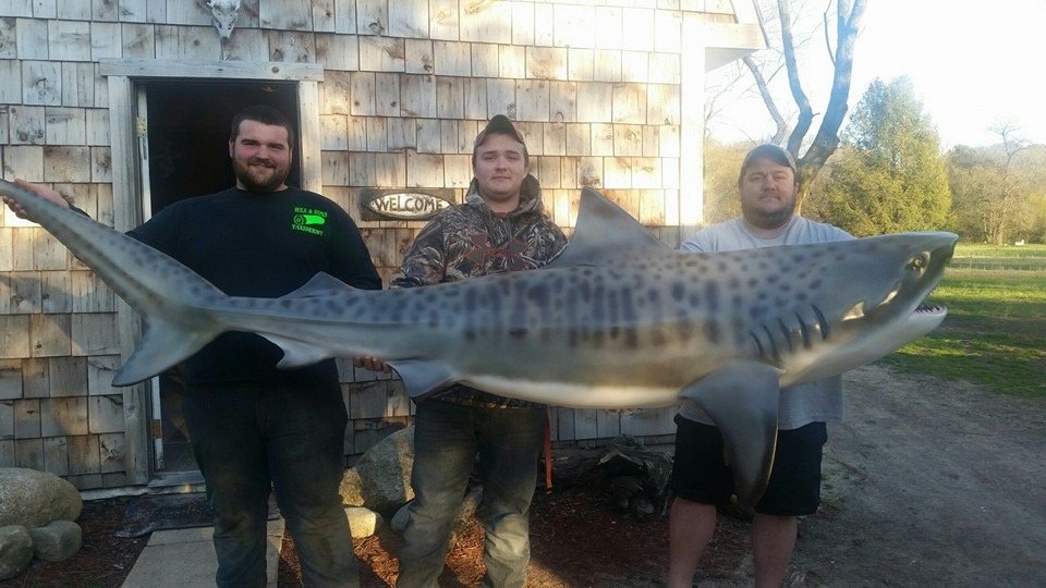 Hill & Sons Taxidermy - taxidermy in Federalsburg, MD