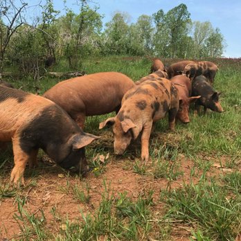 Reverence Farms - Pastured pork - Attraction Farms Near Me - Graham, North Carolina Reverence Farms - Pastured pork - Attraction Farms Near Me - Graham, North Carolina