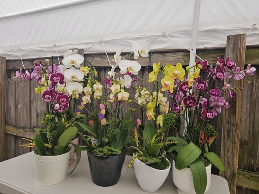 ALEJANDRA NATURAL ORCHIDS - Updated May 2024 - 19 Photos - Homestead