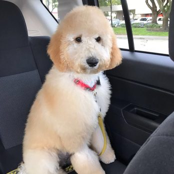 Smiling Pets - Veterinarians Near Me - Miami, Florida Smiling Pets - Veterinarians Near Me - Miami, Florida