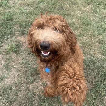 FurPals Ranch - Ted - Dog Walkers Near Me - San Antonio, Texas