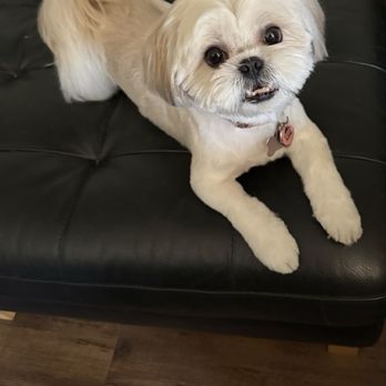 Wags To Whiskers - Pet Groomers Near Me - Long Beach, California