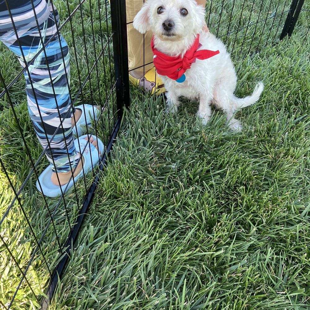 Exploration Peak Park - A dog that was available for adoption - Parks Near Me - Las Vegas, Nevada