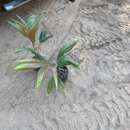 Flamethrower Palm