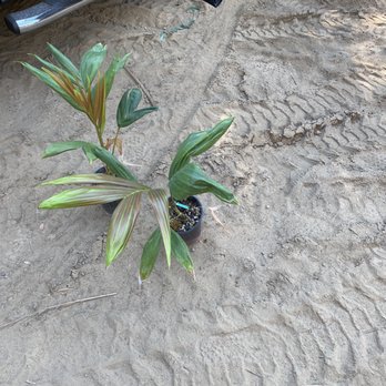 Palm Plantation - Flamethrower Palm - Nurseries & Gardening Near Me - Riverside, California