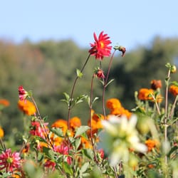 Stearns Farm CSA