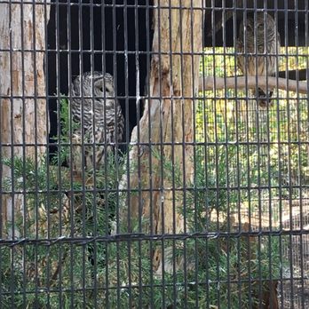 Trailside Museums & Zoo - Owls - Zoos Near Me - Bear Mountain, New York