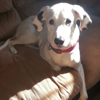 PetSmart - Pet Training Near Me - Fairlawn, Ohio
