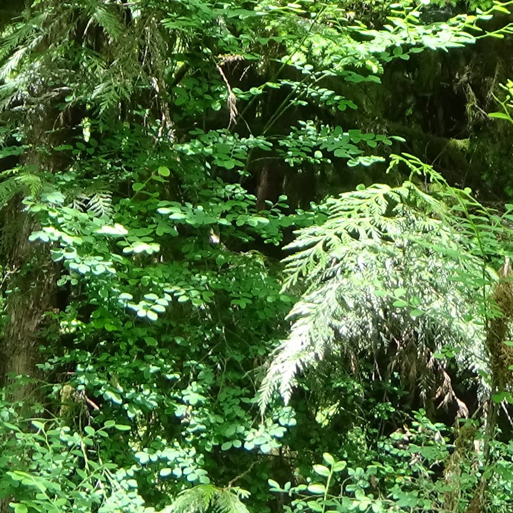 Eagle Fern Park - Trees and plants - Parks Near Me - Eagle Creek, Oregon