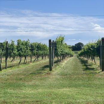 SummerWind Vineyard - The Vineyards - Wine Tasting Room Near Me - Smithfield, Virginia SummerWind Vineyard - The Vineyards - Wine Tasting Room Near Me - Smithfield, Virginia