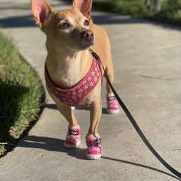 Daisy in her new shoes Daisy in her new shoes