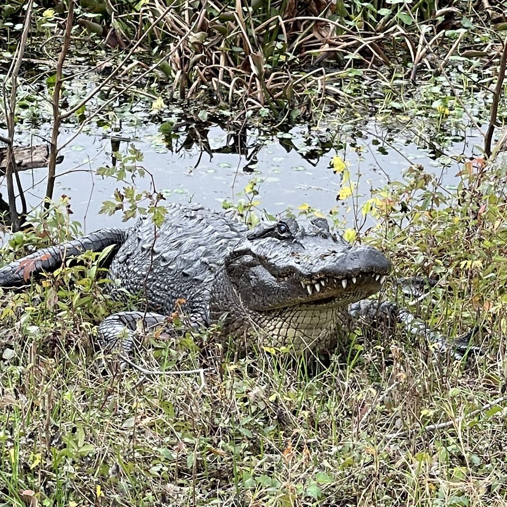 Brazos Bend State Park - Parks Near Me - Needville, Texas