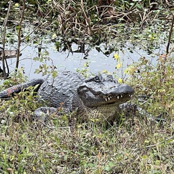 Brazos Bend State Park - Parks Near Me - Needville, Texas