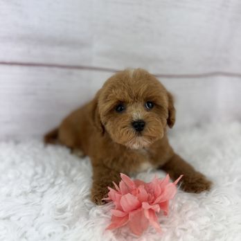 Tiny Jewel Pups - Pet Breeders Near Me - Houston, Texas Tiny Jewel Pups - Pet Breeders Near Me - Houston, Texas