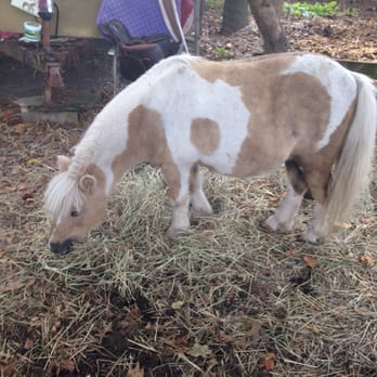 Lakeside Equestrian Stables - Junior, he's a miniature horse and could possibly be the cutest thing I've ever seen! - Horseback Riding Near Me - Southampton, Pennsylvania Lakeside Equestrian Stables - Junior, he's a miniature horse and could possibly be the cutest thing I've ever seen! - Horseback Riding Near Me - Southampton, Pennsylvania