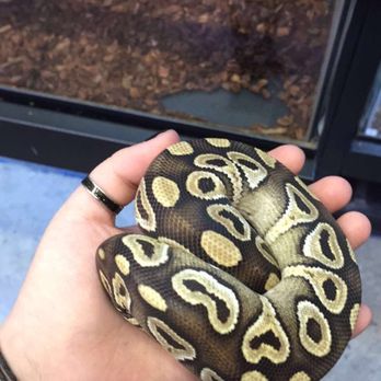 Super Pets - A healthy mojave ball python - Pet Stores Near Me - Temple City, California