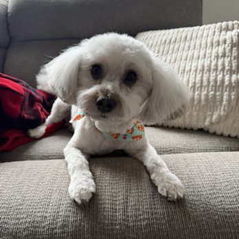 Dawg House - Pet Groomers Near Me - Richmond, California