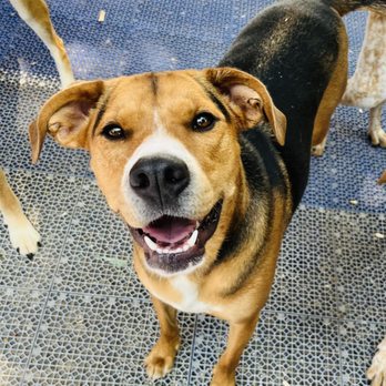 K9 Country Club - Pet Sitting Near Me - Mason, Ohio K9 Country Club - Pet Sitting Near Me - Mason, Ohio