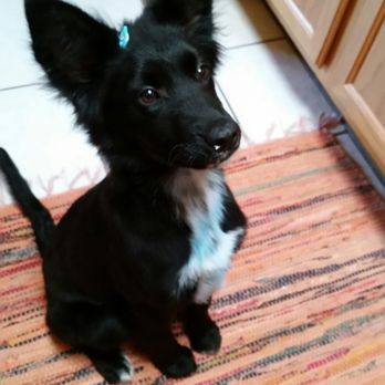 All 4 Pawz - Great groom - Pet Groomers Near Me - Rio Rancho, New Mexico
