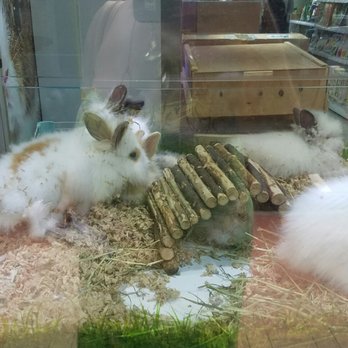 金魚街 - Pet Stores Near Me - Hong Kong, HK