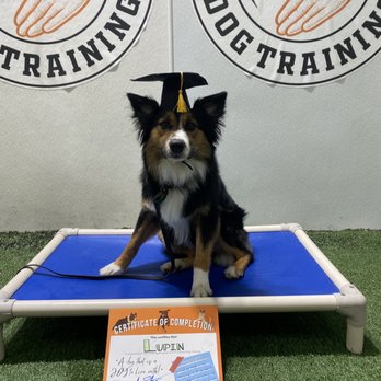 K9 Culture Dog Training - Fiesty Fido Graduation - Pet Training Near Me
