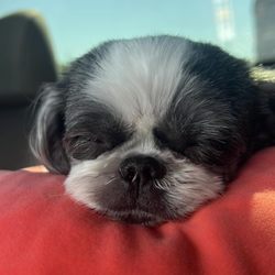 Jenny & Lilys Mobile Pet Grooming - Shitzu