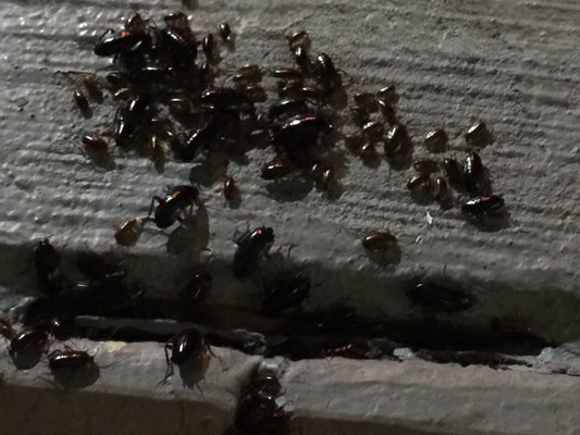 Pupuseria El Comalito by null