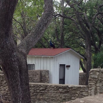 Mayfield Park - Peacock on roof - Parks Near Me - Austin, Texas Mayfield Park - Peacock on roof - Parks Near Me - Austin, Texas