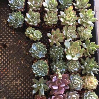 Desert to Tropics Nursery - Beautiful little succulents!!! - Nurseries & Gardening Near Me - Del Valle, Texas Desert to Tropics Nursery - Beautiful little succulents!!! - Nurseries & Gardening Near Me - Del Valle, Texas