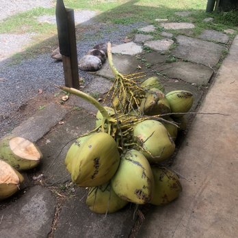 Coconut Information - Beautiful coconuts! - Food Tours Near Me - Haiku, Hawaii